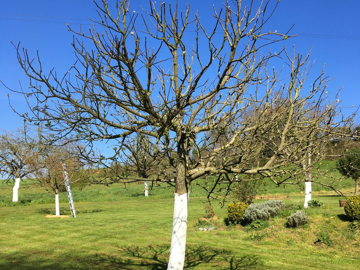 entretien arbre frutier