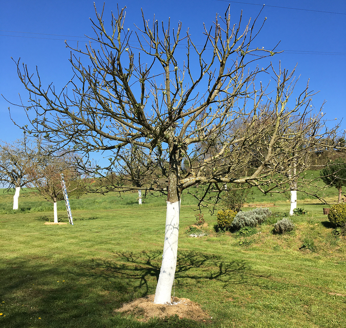 chaulage des arbres fruitier